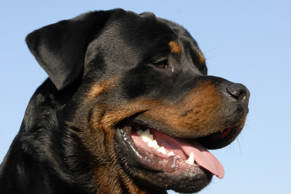 Aufwendungen eines Polizei-Hundeführers für den Diensthund sind Werbungskosten